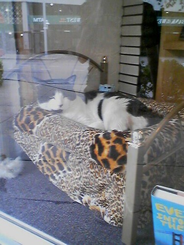 Silas sleeping in the window of A Novel Idea Bookstore