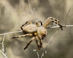 Spider babysitting!