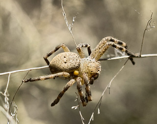 Image Prompt: Spider